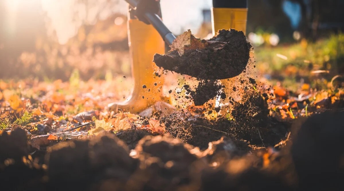 After a long growing season, your soil is tired. The roots have drawn nutrients, and repeated watering may have compacted the structure. This is the perfect time to refresh it.