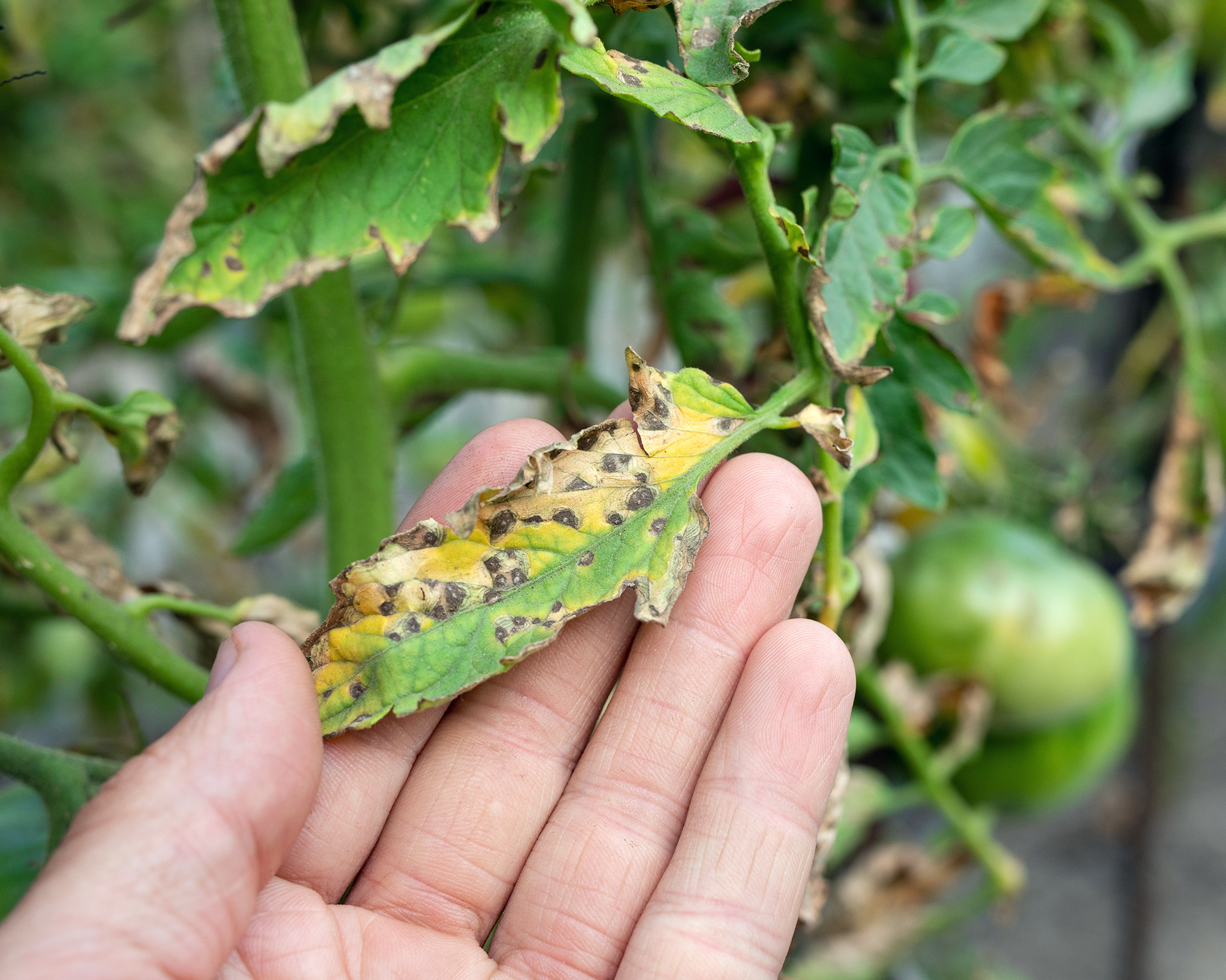 Start by removing diseased, dead, or pest-infested plants tomatoes hit by blight,