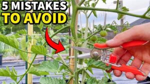 5 Tomato Growing Mistakes I’ll Never Make Again And You Shouldn’t Either