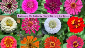 If zinnias are bold and confident, cosmos are their dreamy, cottage-garden cousins.