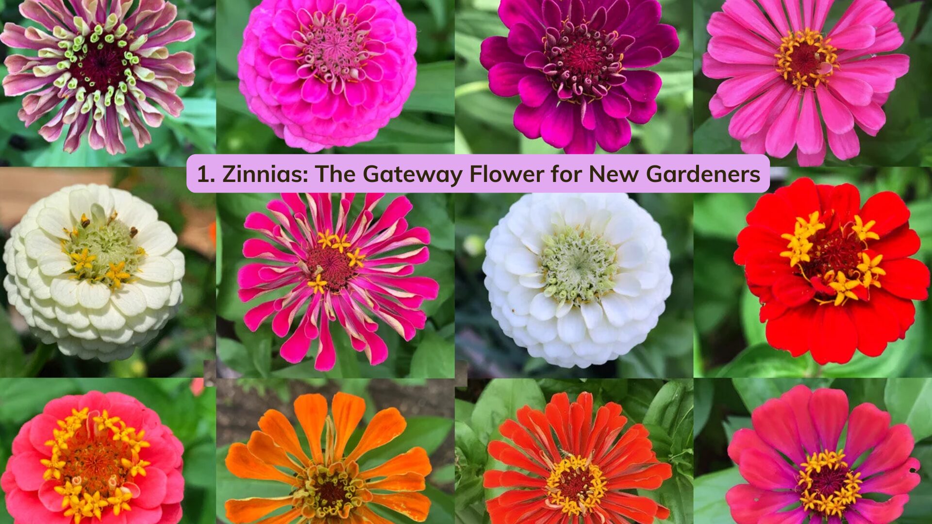 If there’s a “starter flower” that turns people into lifelong gardeners, it’s the zinnia.