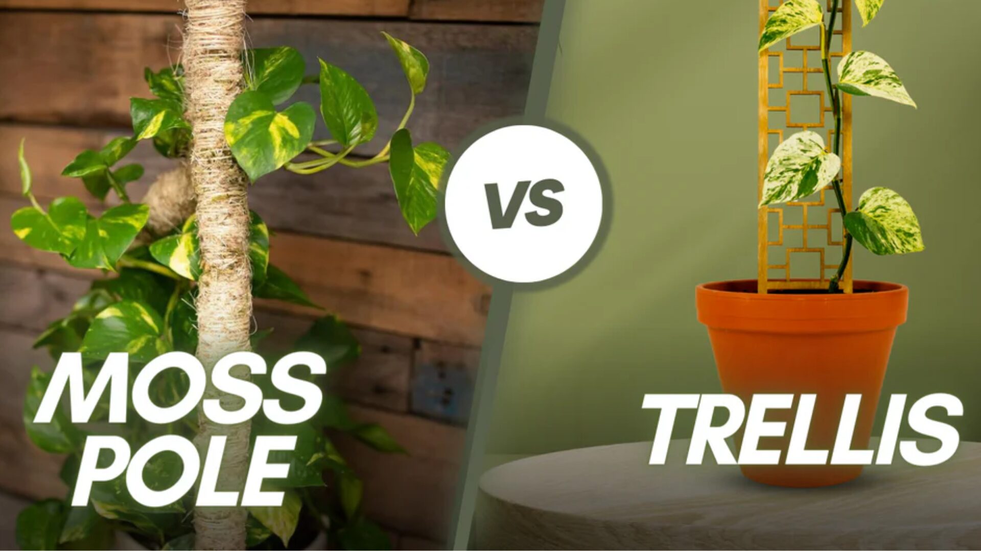 If you want large, mature leaves on climbers like Monstera and Epipremnum, a moss pole is almost essential.