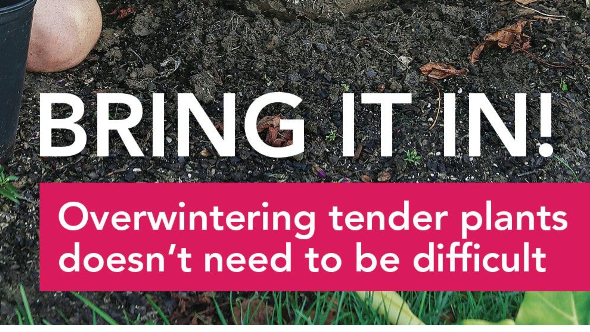 Some plants simply cannot tolerate winter temperatures. If you’re growing citrus trees, olives, or frost-sensitive ornamentals, now is the time to move them or insulate them.