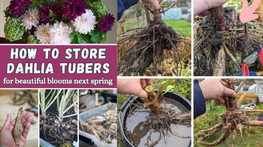 If you accidentally pierce a tuber, it’s no longer suitable for storage. Cut off damaged or broken tubers now, instead of letting them rot in storage and infect the rest.
