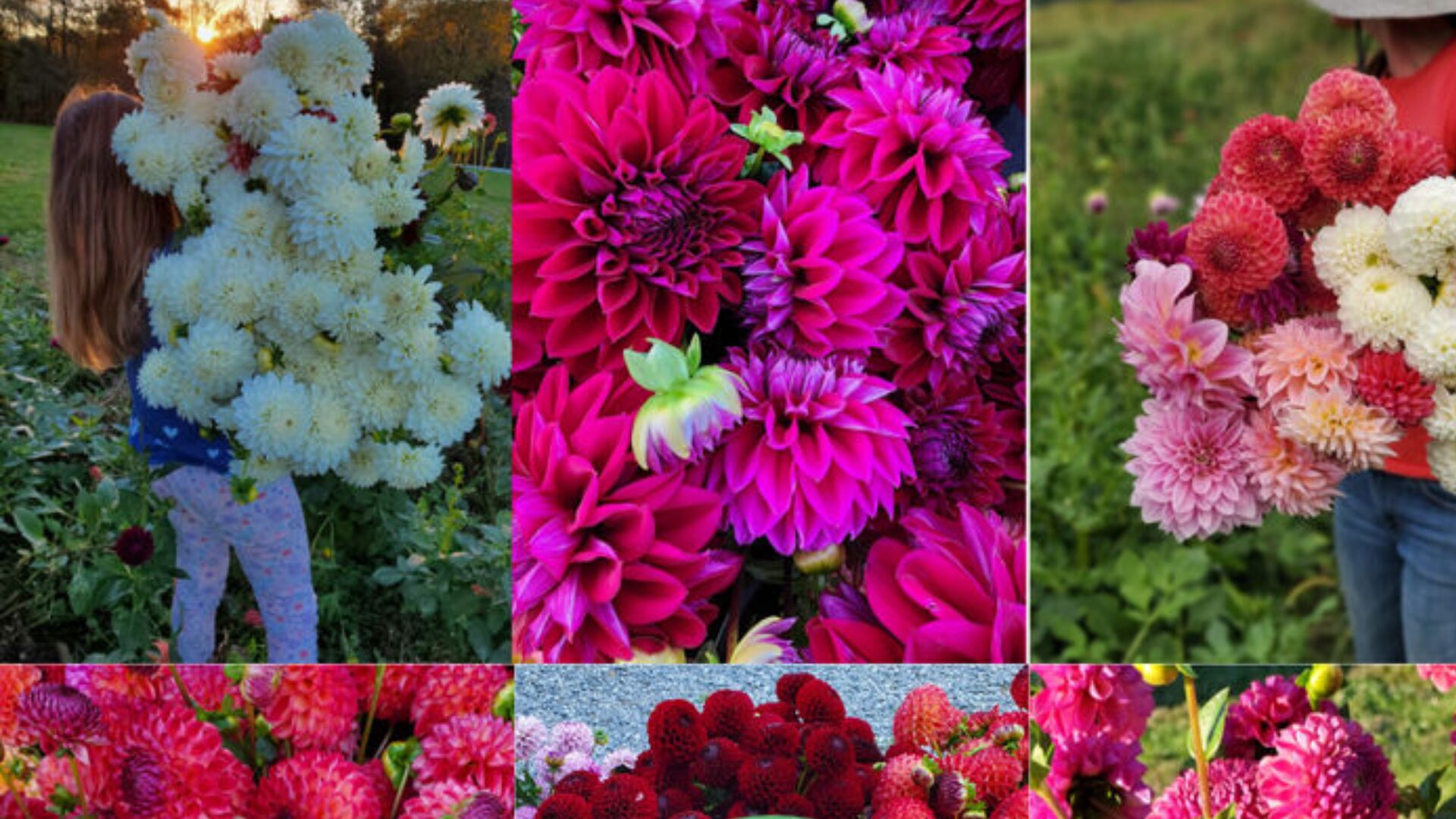 Dahlias are the drama queens of the summer garden - big, showy, and not the least bit interested in surviving a real Canadian winter