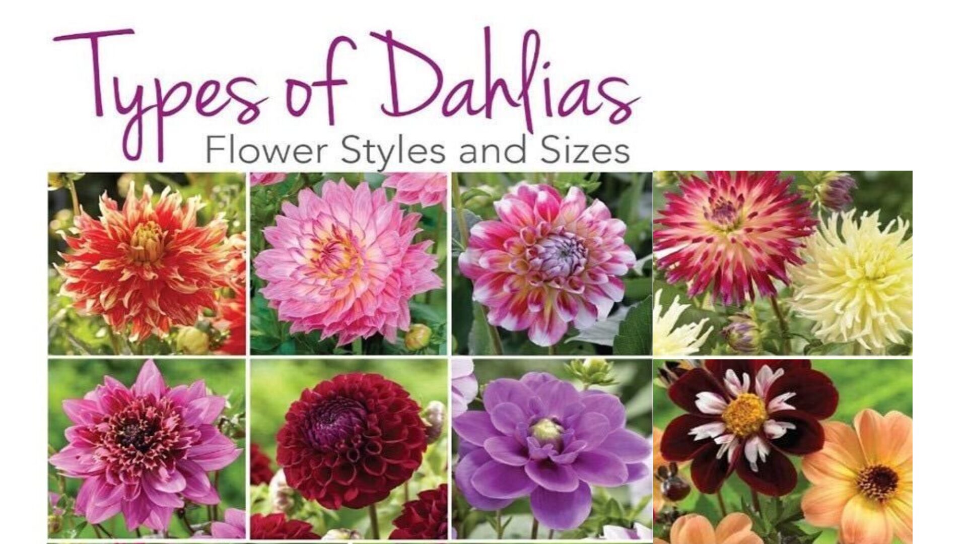Before you grab your tools, you need to wait for the right moment. Dahlia foliage should be blackened and collapsed by the first hard frost.
