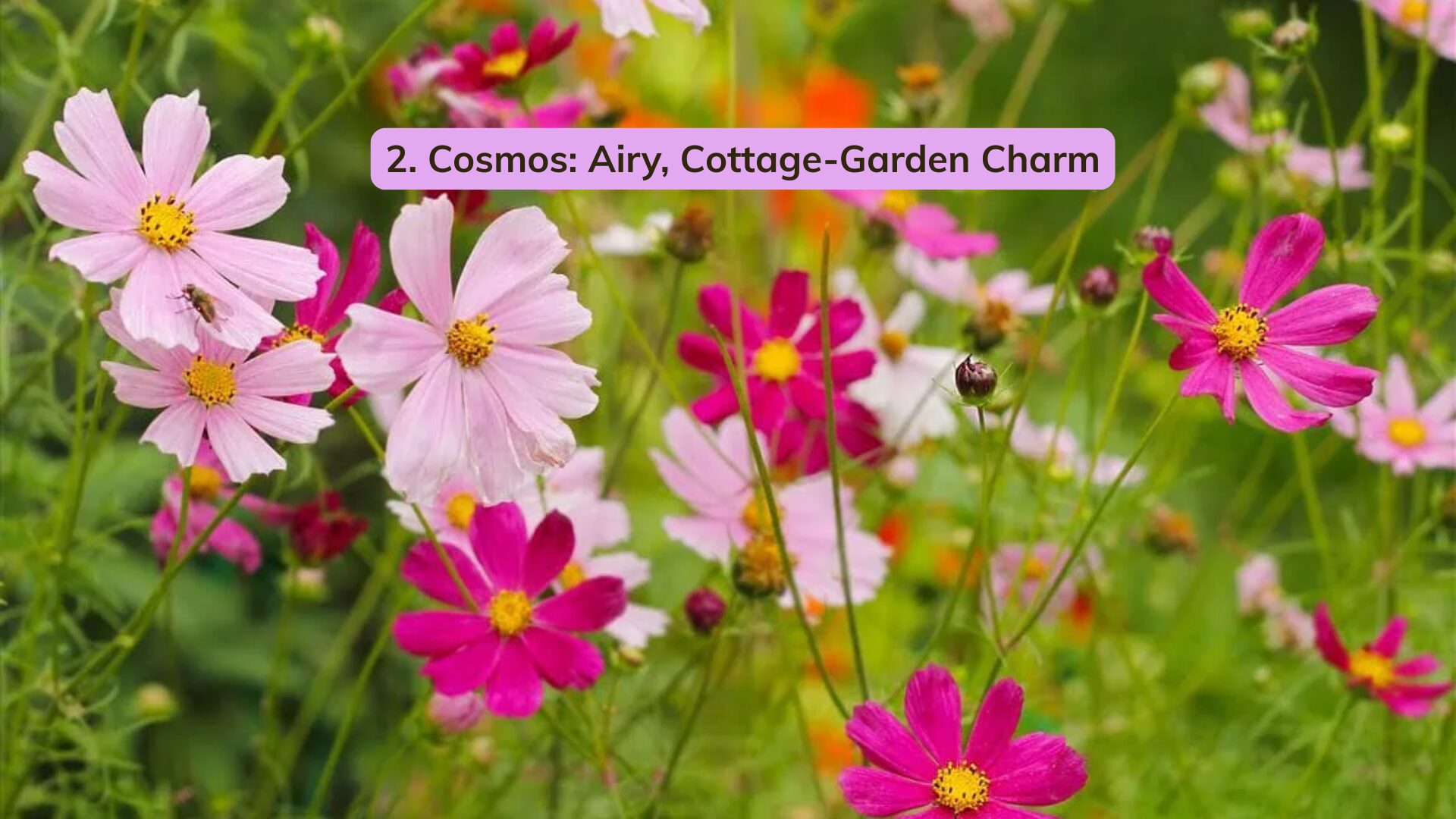 If zinnias are bold and confident, cosmos are their dreamy, cottage-garden cousins.