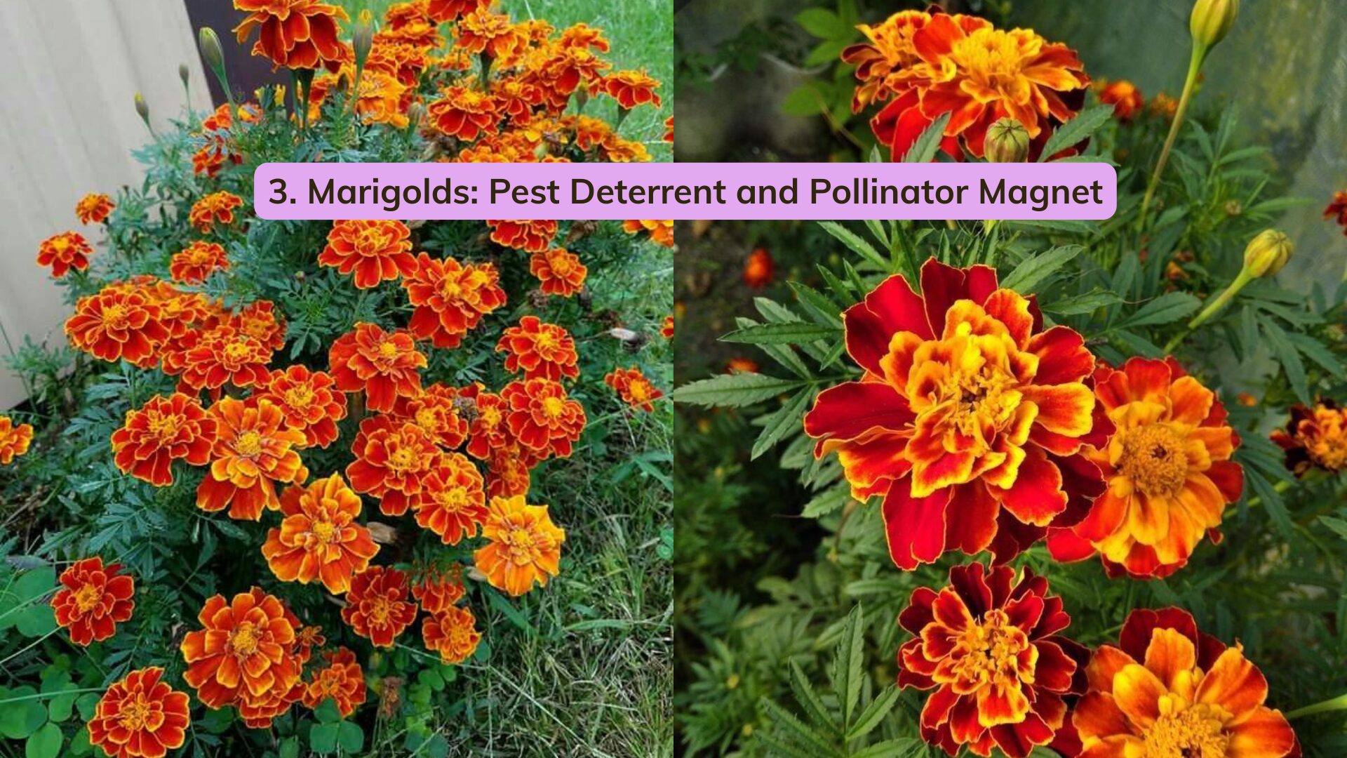 If you already grow vegetables, marigolds are a natural next step. They’re not only cheerful and easy they’re also useful.