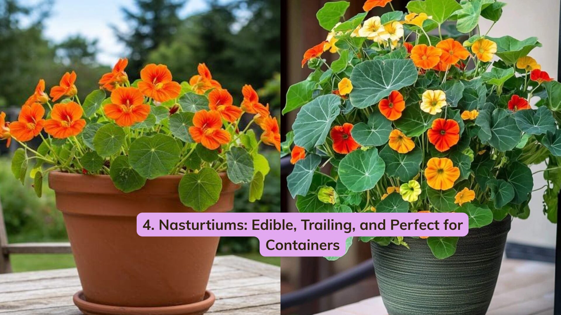 isually, they make a great alternative to petunias, with a similar trailing habit but a more old-fashioned charm.