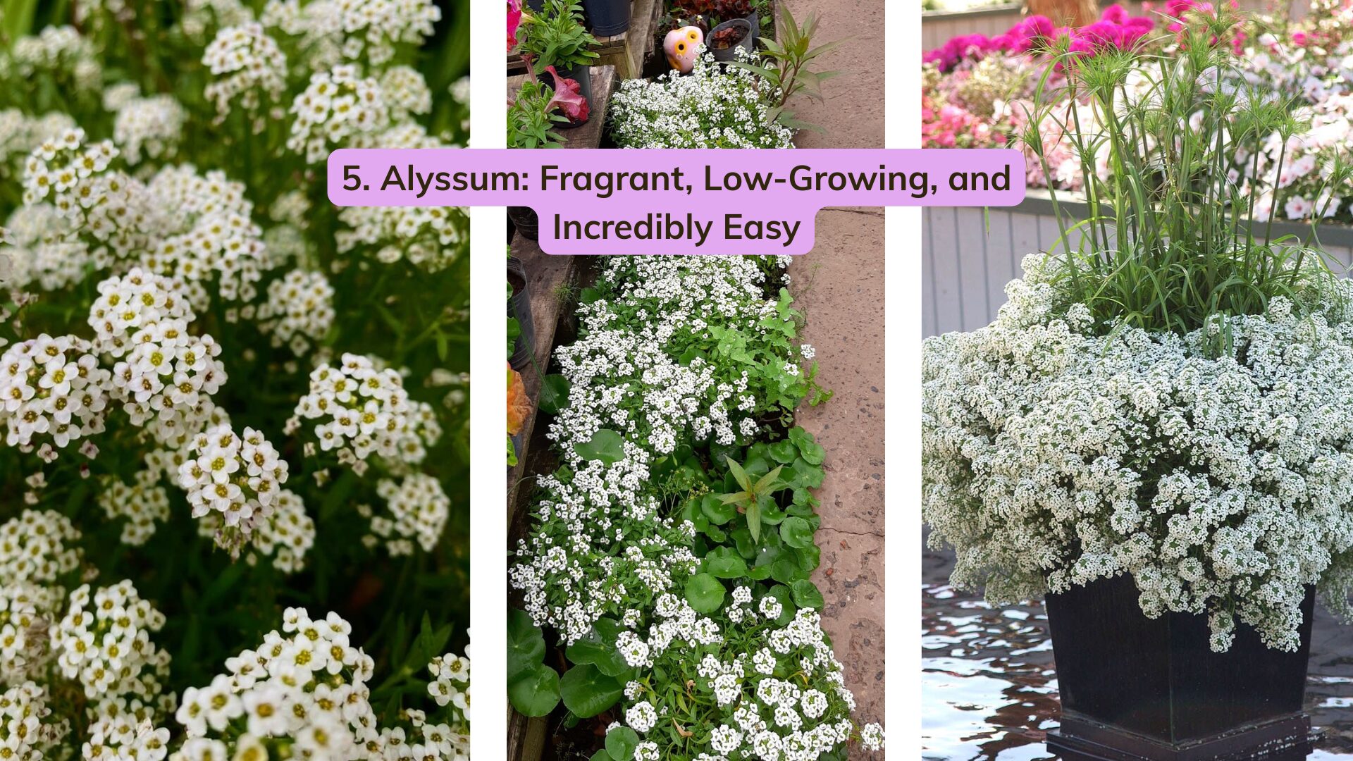 If you want something that looks like a soft carpet of blooms, choose alyssum.