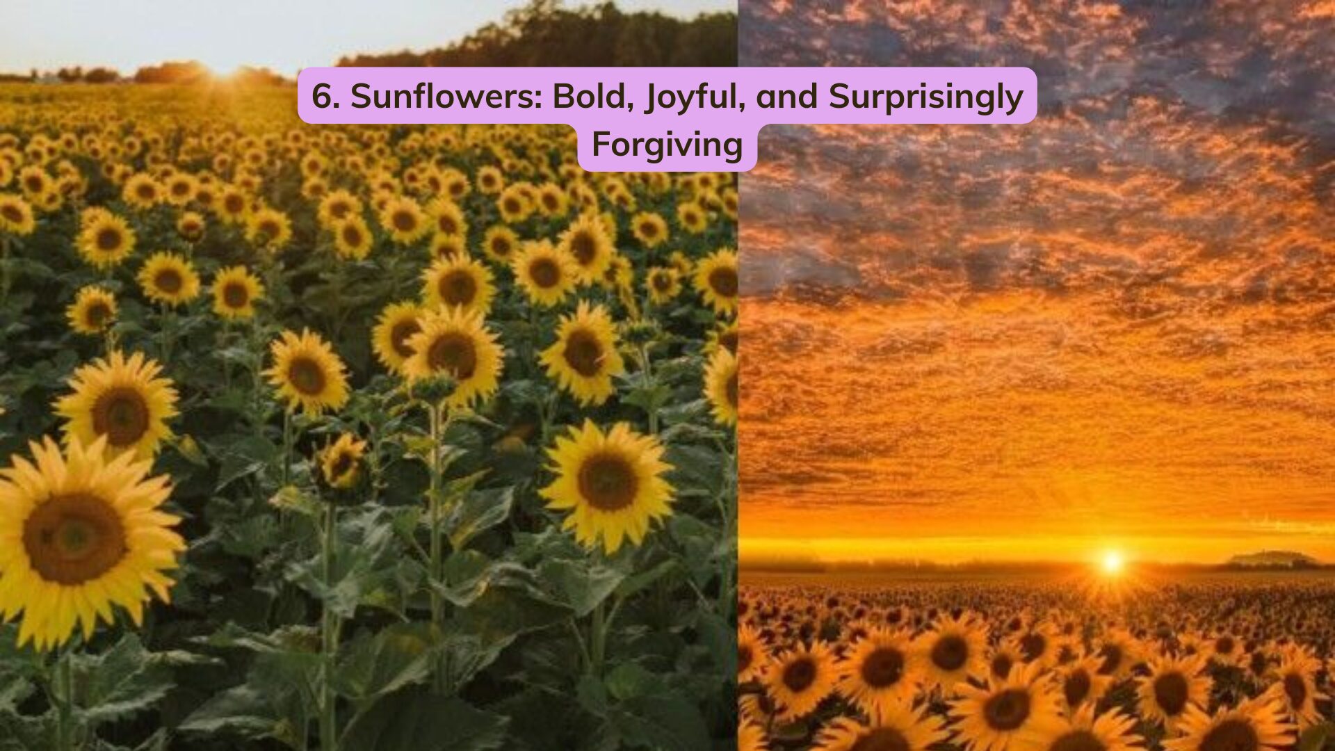 It’s hard to think of a flower more universally beloved than the sunflower. And despite their dramatic presence, they’re quite simple to grow.