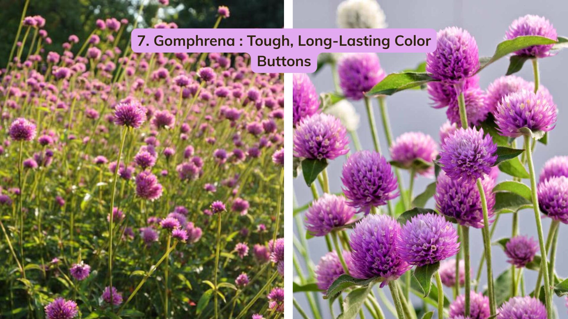 The hidden gem of this list is gomphrena (also called globe amaranth). Many gardeners try it once and become hooked.