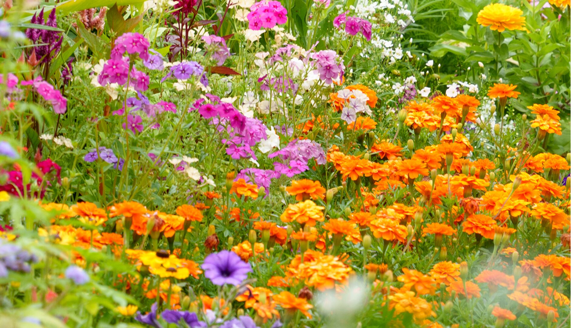 All of these are warm-season annuals: they like sun and heat, don’t tolerate frost, and will usually grow from late spring through summer and into fall, then die back when hard frost arrives.