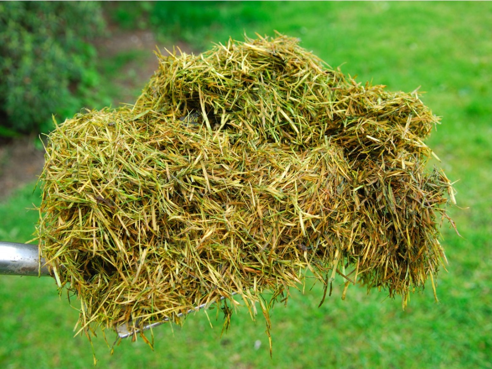 Fresh grass clippings are nitrogen-rich.