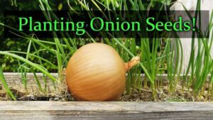 Never Buy Onions Again. How to Grow Onions at Home in Canada in Late November With Big, Surprising Results