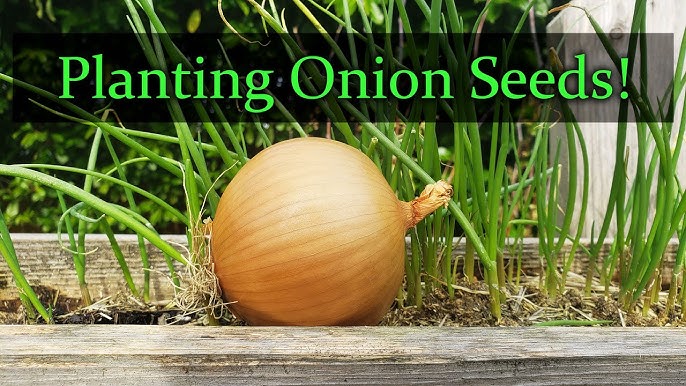 Never Buy Onions Again. How to Grow Onions at Home in Canada in Late November With Big, Surprising Results