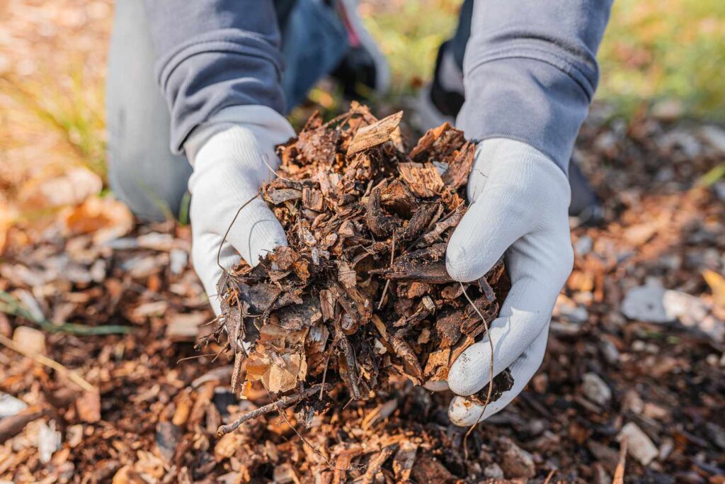 One of the best mulches, period. Leaf mulch improves soil texture rapidly.