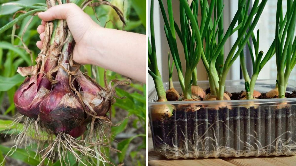 Onions germinate easily at room temperature. In a warmer home they sprout in 5 to 10 days. Once they reach 2 inches tall, they can grow by a window or under a light.