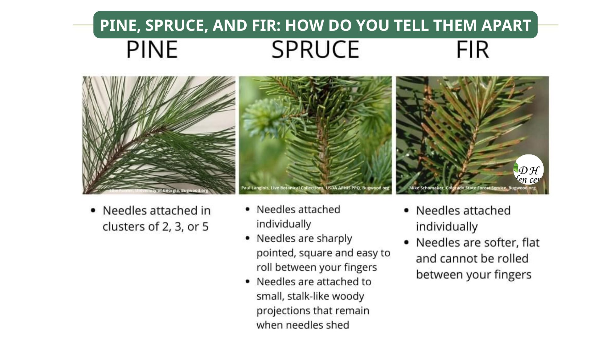 Reliable plant nurseries Vancouver will allow you to examine several trees and hold them upright to assess shape and symmetry.