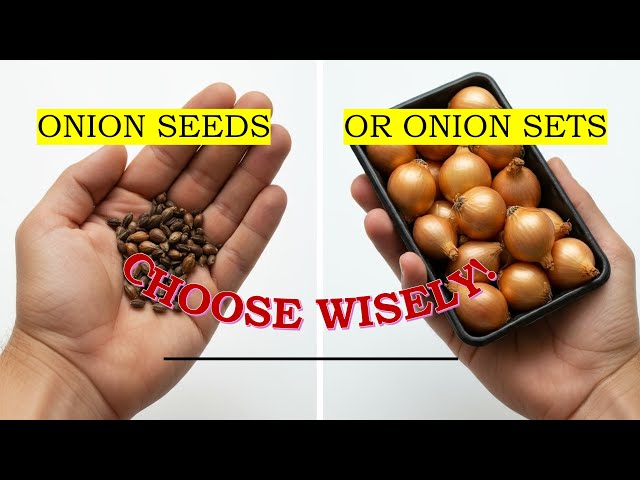 If you use sets in Canada, choose heat treated sets and plant when your indoor temperature is stable.