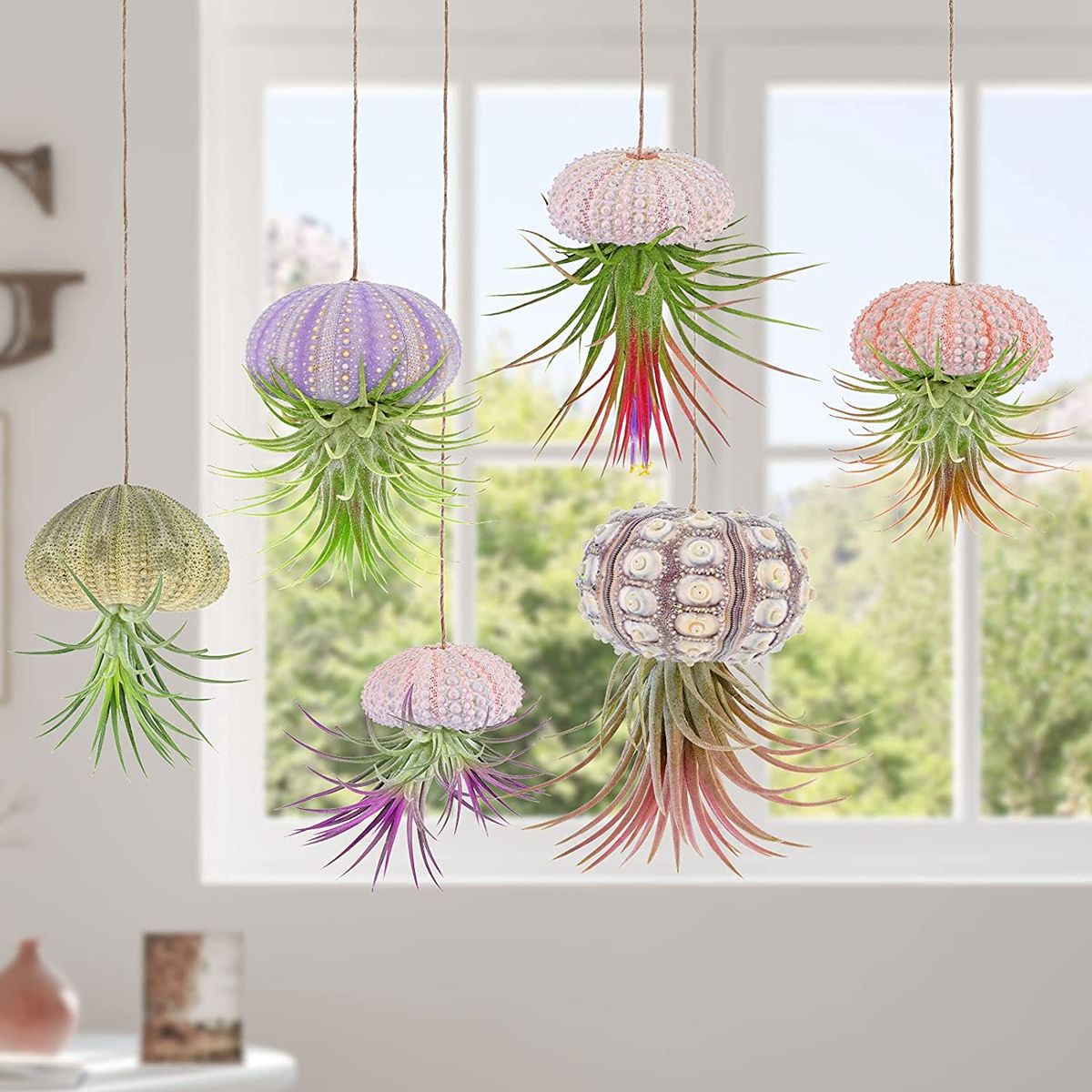 Try arranging a Sea Urchin Air Plant Trio on your bathroom counter, dining table, or floating shelf. They’re a fun, whimsical conversation starter—small but full of personality.