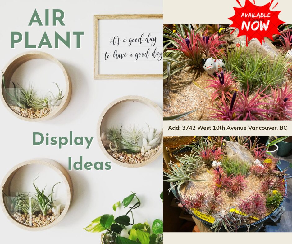 Air plants at DH Garden Centre