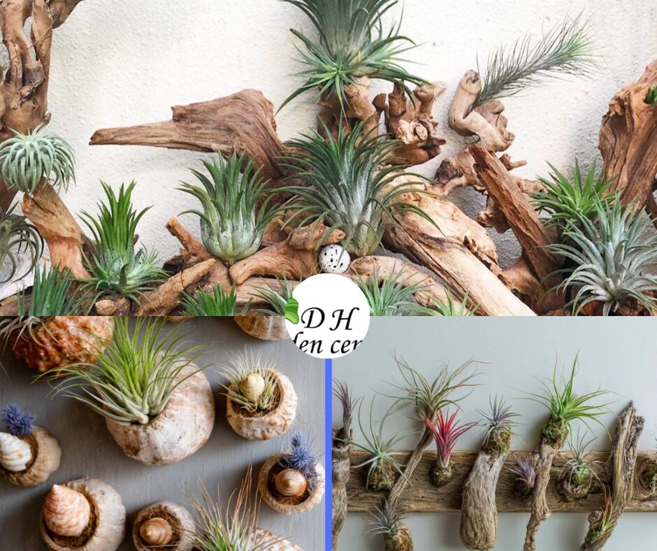 Cork bark slabs come in different sizes and can easily be cut or shaped for wall art, hanging displays, or table centrepieces.