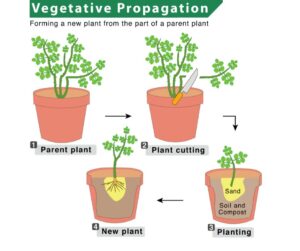 It’s ideal for indoor gardeners, small business owners, and gardeners who want to stay active during winter.