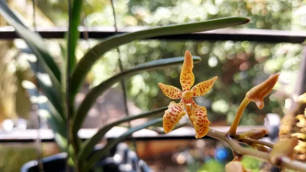Why Your Orchid Buds Are Falling Off And How to Stop It From Happening Again