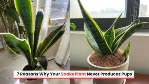 Why Your Snake Plant Won’t Multiply (And How to Fix It!)