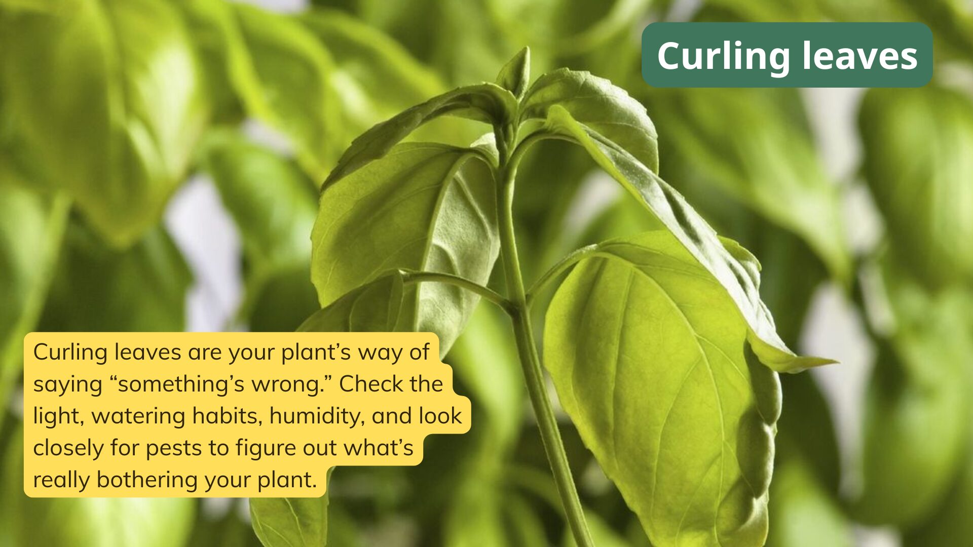 If you notice curling leaves or dropping foliage, check for cold drafts or hot air flow.