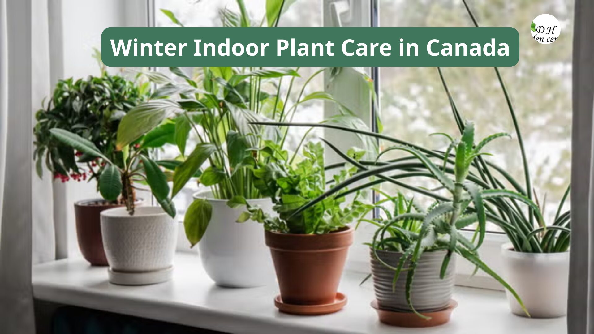 Winter Indoor Plant Care in Canada