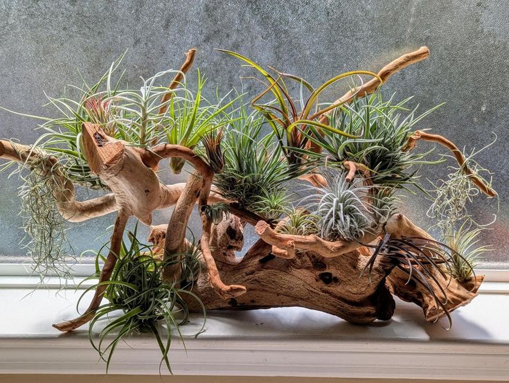 Visit DH Garden Centre to explore our Cholla cactus pieces available in single, triple, or six-pack sets ready to fill with your favourite air plants.