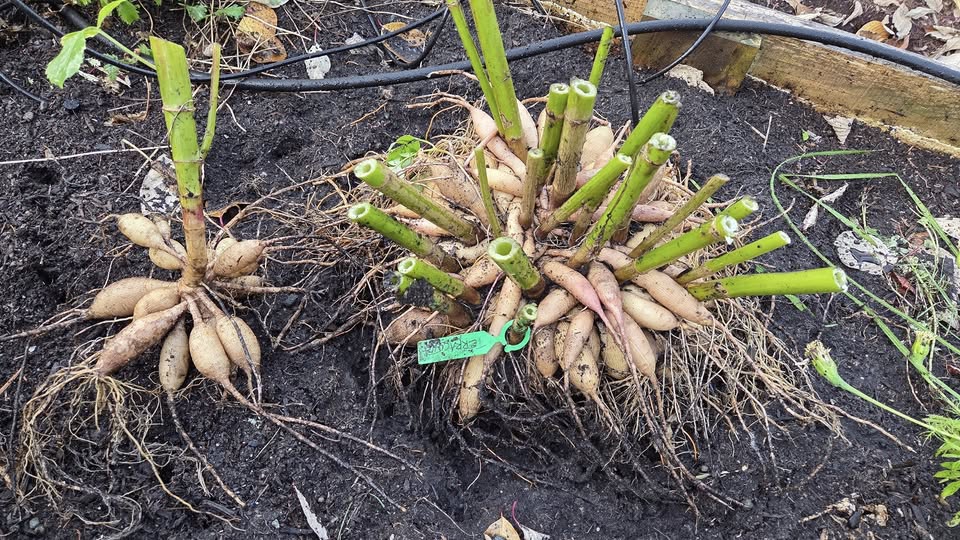 You can re-pack divided tubers until planting time, or pot them up indoors to get a head start.