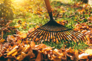 fall clean up gardening dhgarden centre