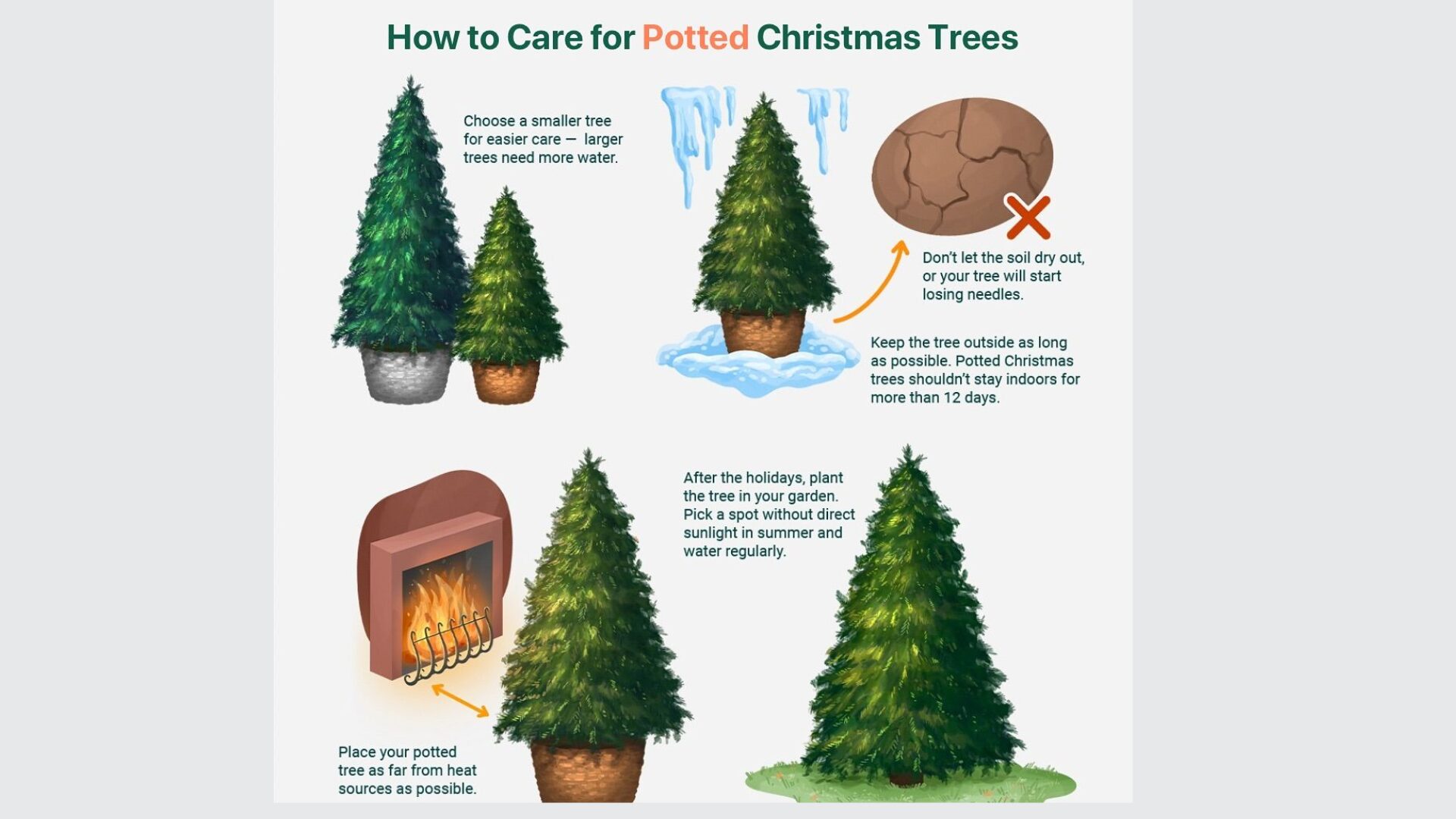 How to Care for a Christmas Tree – Step-by-Step Expert Guide