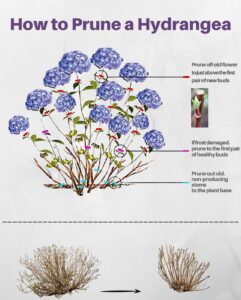 Hydrangea Pruning Tips for Healthier Blooms