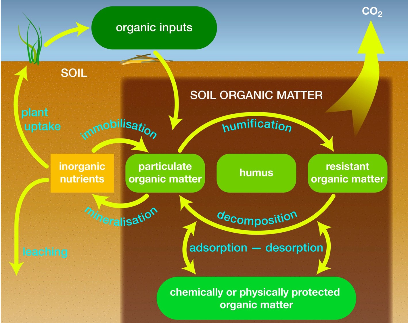 Organic matter is the backbone of soil health. It moderates temperature fluctuations, improves structure, and increases nutrient-holding capacity.