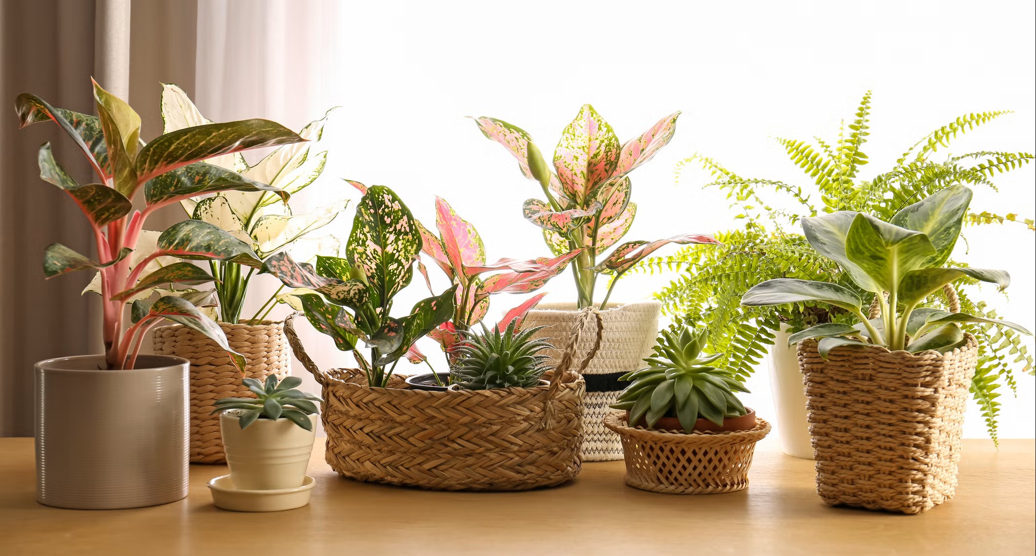 So even “indoor plants” enjoy real sunlight, wind movement, and natural temperature changes when the season is favorable.
