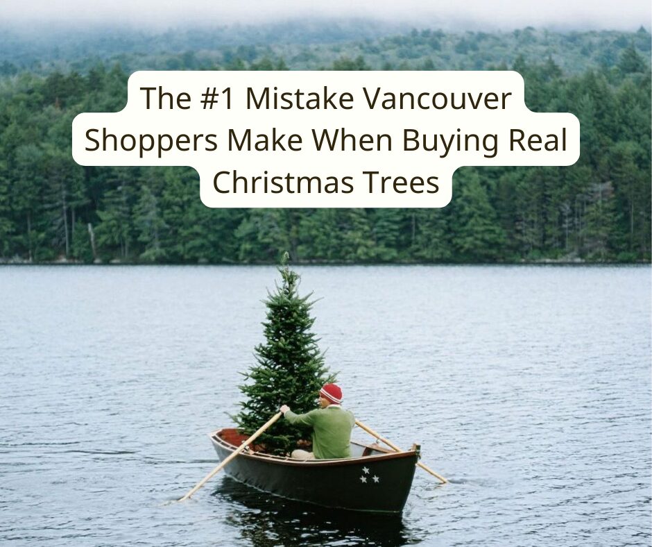 One of the biggest mistakes people make after buying a fresh cut Christmas tree in Vancouver is underestimating how much vertical and horizontal space a real tree needs.