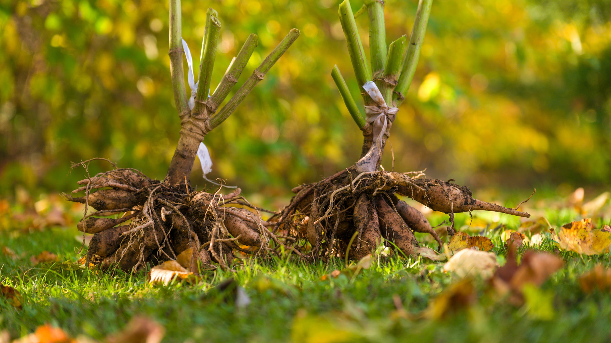 With your tubers out of the ground, the next step is rinsing and inspecting.