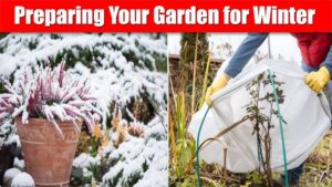 As autumn settles in and temperatures begin to drop, November becomes one of the most important months for preparing your garden for winter