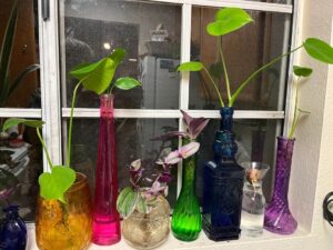 Do Dark Glass Jars Help Cuttings Root Faster? A Real 8-Week Experiment With Golden Potho