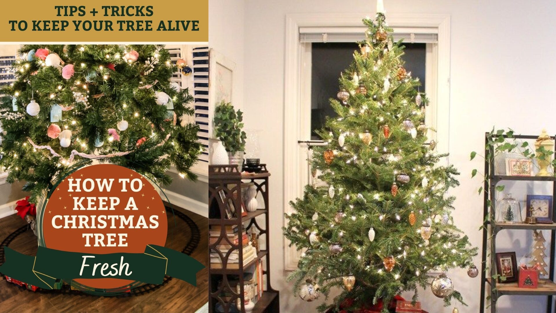 You simply choose your size and type, schedule a date, and let experts deliver a tree that is fresh, hydrated, and ready for your stand. No rooftop tie-downs, no needles in your backseat, no heavy lifting.