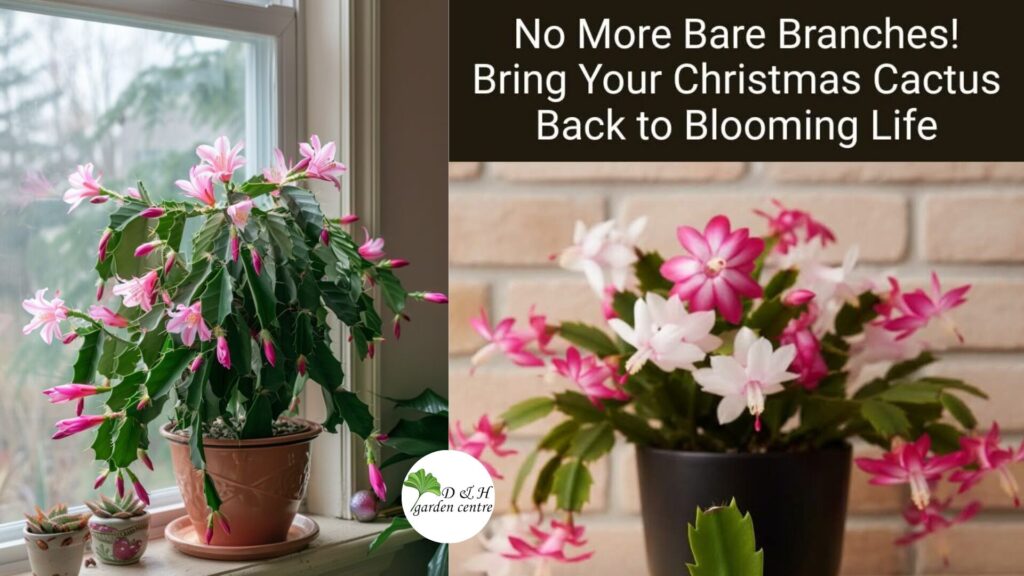 Christmas cactus care is often confused with desert cactus care, and that misunderstanding is the reason so many plants struggle, drop buds, or fail to bloom year after year.