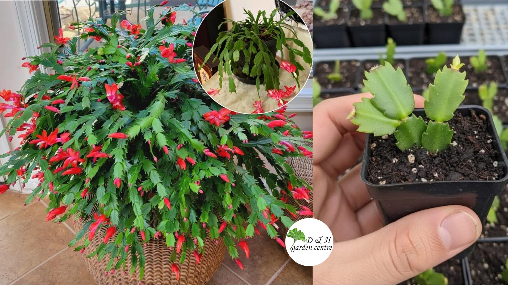 Industry wisdom shows that Christmas cacti prefer slightly root-constricted pots. Roots should touch the sides of the container but not wrap intensely.