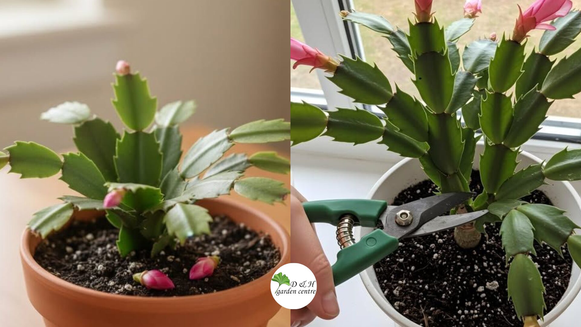 Pruning is essential for shaping and encouraging bushy growth.