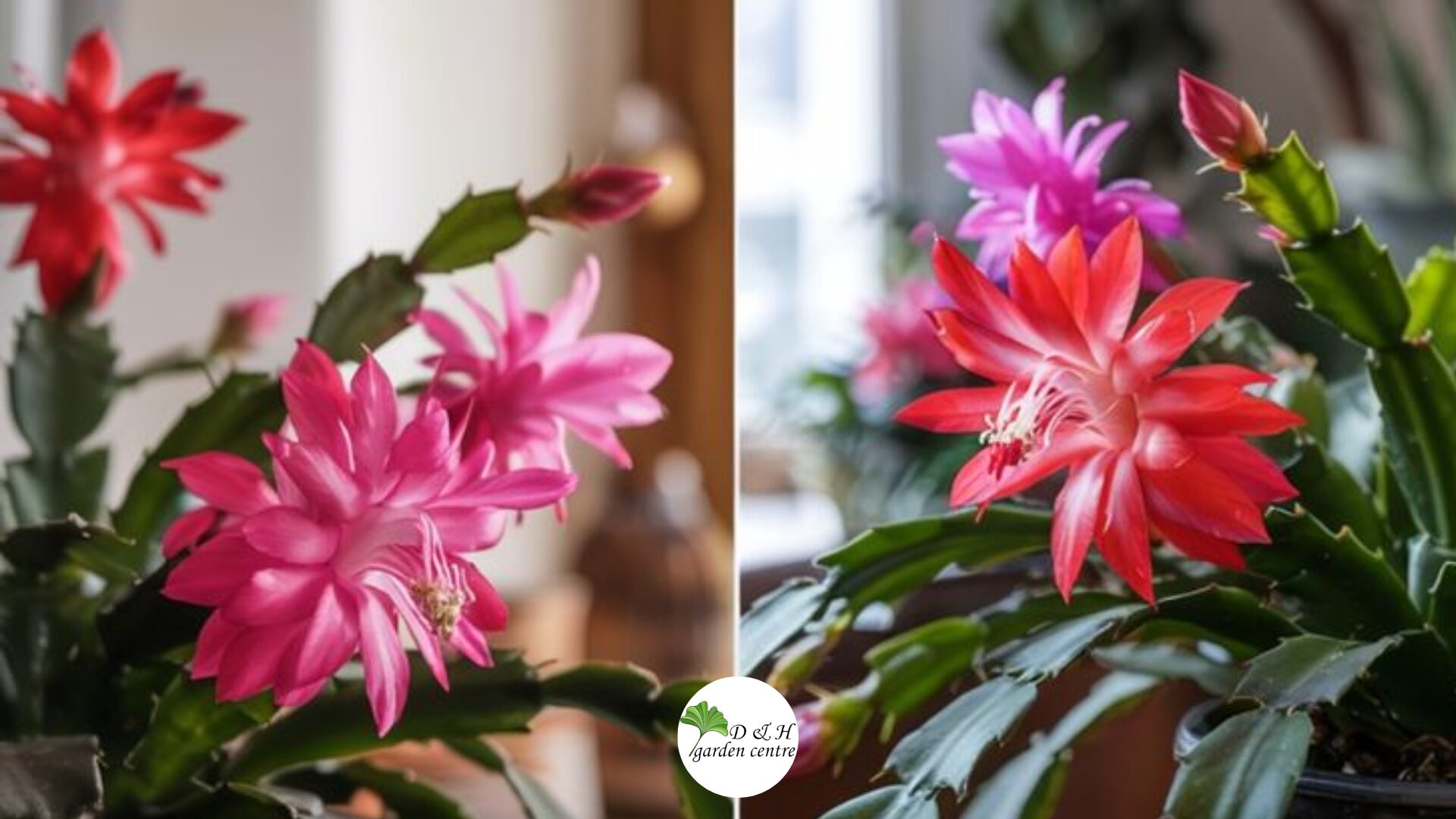 Christmas cacti evolved in shaded rainforest canopies, not full sun or desert heat. This is the key to unlocking strong, balanced growth.