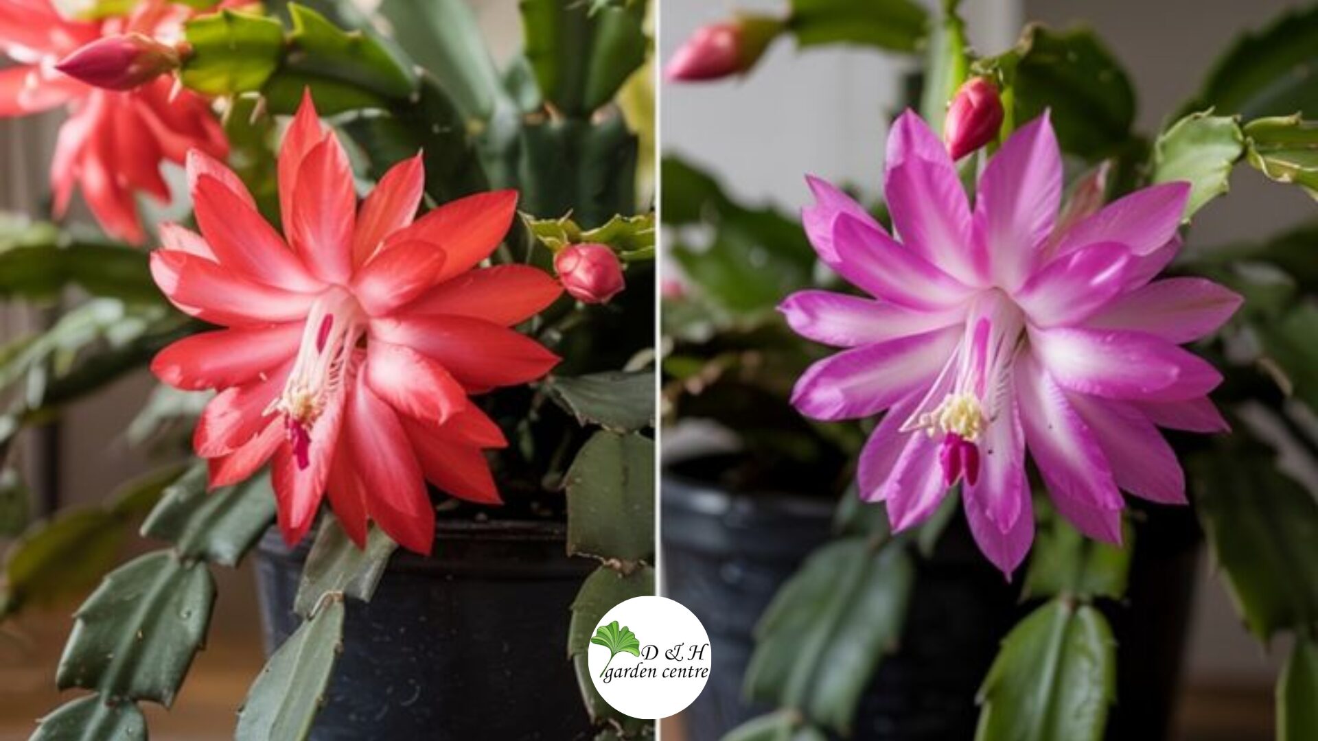 A cactus fertilizer works well for weak roots, but any balanced liquid or granular plant food is acceptable.