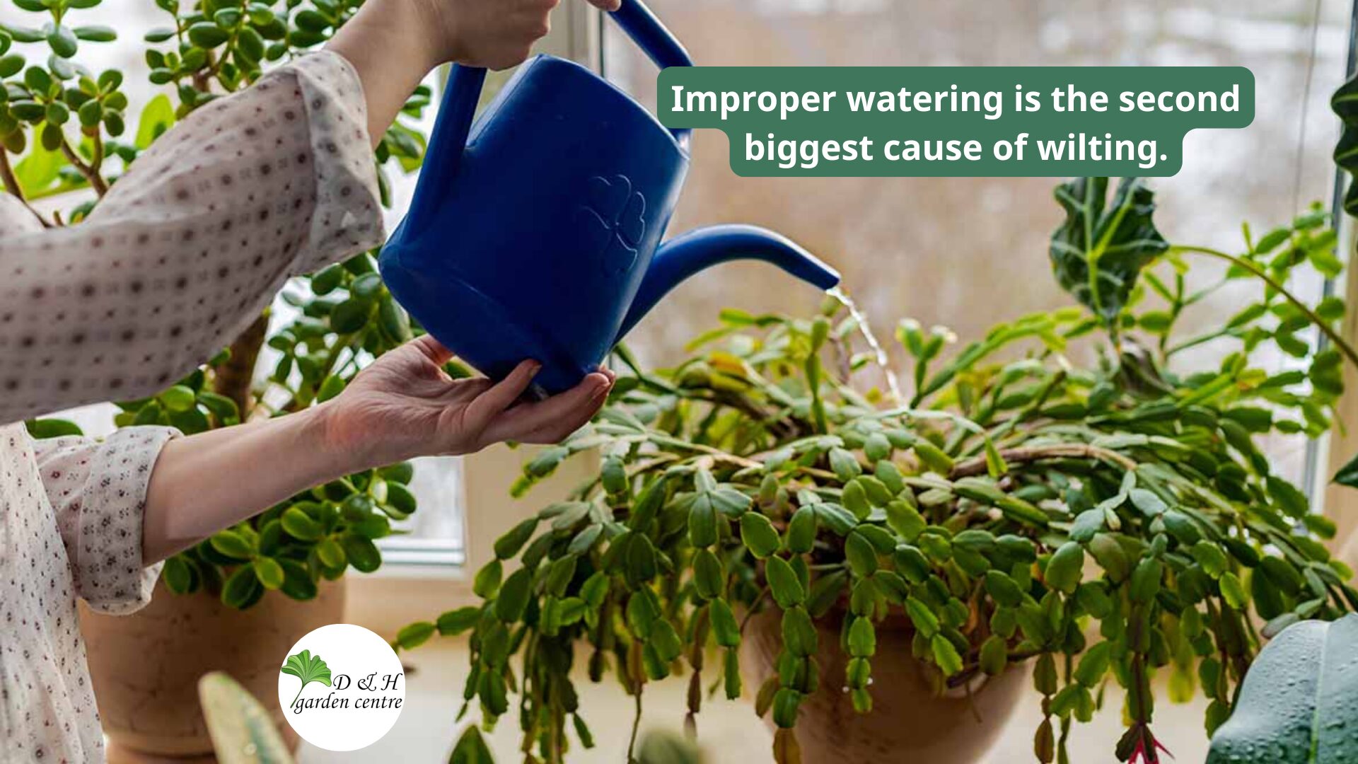 Christmas cacti need a balance, not soaked, not bone-dry.